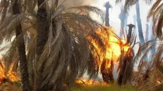 آتش‌سوزی در اروندکنار؛ ۲۰ هزار نهال خرما از بین رفت