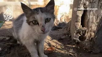 تصاویر؛ گربه‌ها هم در غزه از گرسنگی و سوءتغذیه رنج می‌برند