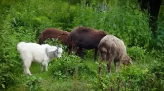 ببینید، غذای روستایی در ایران؛ پخت کیک پای توت فرنگی در طبیعت زیبای شمال ایران