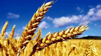 چقدر از مطالبات گندمکاران پرداخت شده است؟