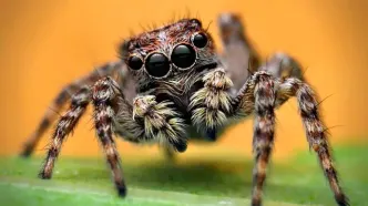 عنکبوت‌ ها چگونه به وجود آمدند؟