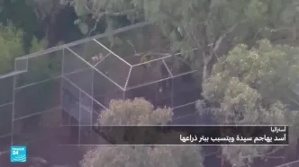 ببینید؛ حملات شیرها در ترکیه، استرالیا و پاکستان؛ چه اتفاقی افتاده است؟