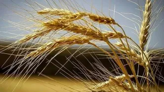 قیمت واقعی گندم؛ خبر جدید درباره پرداخت مطالبات گندمکاران