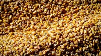 اعلام قیمت مصوب جدید نهاده‌های دامی و روغن