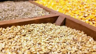 اعلام نرخ‌های تازه؛ نهاده‌های دامی، روغن و شکر خام گران یا ارزان؟