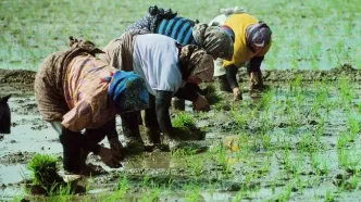 قیمت برنج در گیلان چند؟/ سودی که دلالان به جیب می زنند