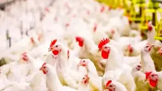 مرغ و گوشت زیر فشار تورم؛ نرخ تورم تولید در دام و طیور منتشر شد