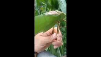 فیلم حشره غول‌پیکر مالزی با صدایی ترسناک