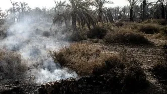 ۲۰ هزار نهال خرما در آتش سوزی اروند از بین رفت