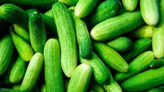 منتظر ارزانی خیار از شهریور باشید!