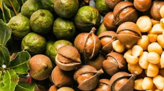 ماکادمیا در رژیم کتوژنیک؛ چطور این آجیل چرب به کاهش وزن کمک می‌کند؟