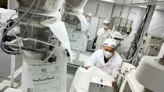تولید بیش از ۷۲۱ هزار تن شکر سفید در توسعه نیشکر