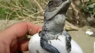 ۷۰ نوزاد گاندو به دنیا آمدند