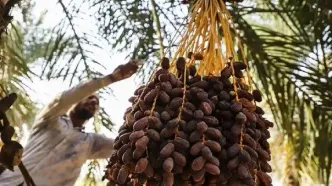 خرید حمایتی خرما به فوریت آغاز می‌شود