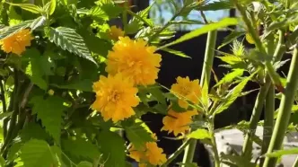 باقلوای پسته‌ ای روستایی: طرز تهیه سنتی و خوشمزه