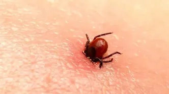 داغی هوا، فعال شدن کنه‌ها؛ مراقب تب کریمه کنگو باشید
