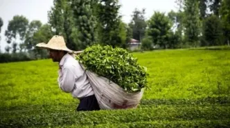 صادرات سه میلیون و ۷۰۰ هزار دلاری چای خشک