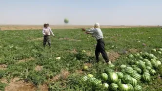 راهکار عجیب کیهان برای خلاص شدن از بحران کم آبی/ کاشت این میوه را 2 سال ممنوع کنید