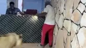 شوخی وحشتناک کارفرما در طرابلس؛ مزرعه‌دار، شیر را به‌سوی کارگران رها کرد!