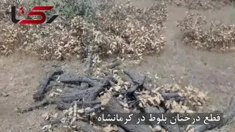 قیمت مرگ بلوط: دو درخت ۵۰ ساله، فقط ۳۰۰ هزار تومان / مرگ تدریجی جنگل‌های بلوط کرمانشاه