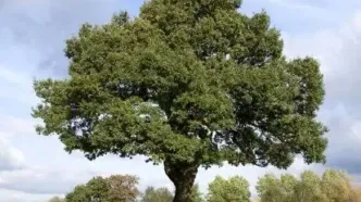 نابودی زاگرس فقط به خاطر 2درجه گرما!