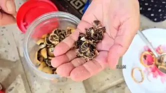 ببینید؛ غذای روستایی در ایران؛ برداشت انجیر و پخت یک خوراک سنتی با پای مرغ