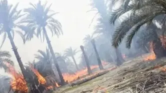 نخلستان‌های نیمی از آبادان در آتش سوختند