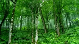 تناقض در طبیعت: درختانی که هوا را آلوده می‌کنند