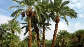این درخت مانند انسان عاشق می‌شود