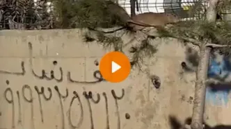 تصاویر ترسناک از موش‌های غول‌پیکر اطراف تهران
