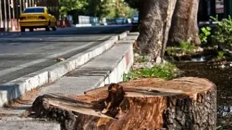 چرا درختان خیابان فلسطین از ریشه قطع شده‌اند؟