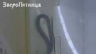 ساکنان سن پترزبورگ با فوبیای مار مواجه شدند