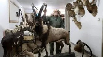 کشف محموله بزرگ حیوانات تاکسیدرمی در تهران