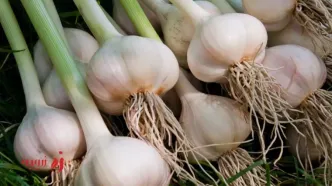 طرز تهیه سیر پلو شمالی با مرغ