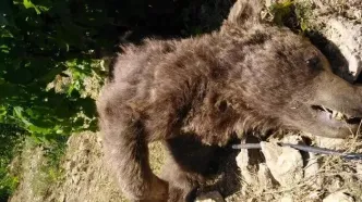 خرس زخمی دنا تلف شد