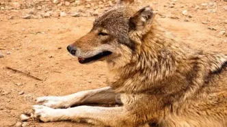 زنده‌گیری گرگ در پارک گوللرباغی میاندوآب