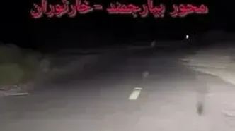 ببینید؛ در این جاده آهسته برانید؛ مشاهده ۳ یوزپلنگ وسط جاده