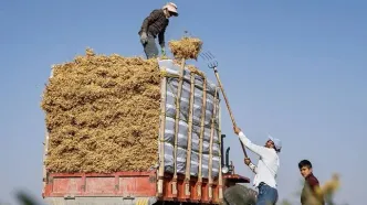 تصاویر؛ برداشت نخود در دلفان
