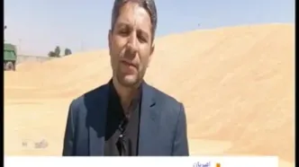زمان پرداخت مطالبات گندمکاران اعلام شد | اخبار گندم در ۲۴ ساعت گذشته + زمان پرداخت خسارت گندمکاران