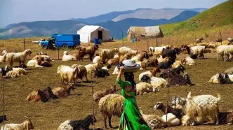 تامین ۲۵ درصد گوشت مورد نیاز توسط عشایر