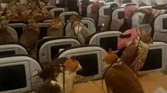 ۸۰ شاهین در یک پرواز تجاری!