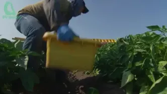 ببینید؛ نگاهی به مراحل مکانیزه کاشت، برداشت و بسته بندی فلفل دلمه ای رنگی در مکزیک