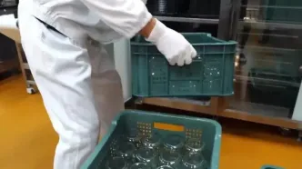 ببینید؛ برداشت توت فرنگی و تهیه مربا و بستنی با آن در کره جنوبی