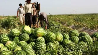 تقصیر کم‌‍آبی به گردن هندوانه افتاد!