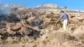 تصاویری از آتش‌سوزی در بخش‌هایی از پارک ملی تندوره