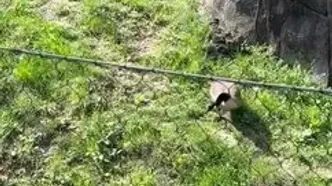 ببینید؛ غاز شجاع ببر را فراری داد!