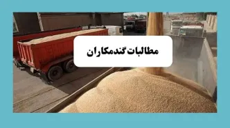 آخرین خبر از خرید تضمینی گندم امروز یکشنبه ۱۵ تیر ماه ۱۴۰۴ | از زمان پرداخت مطالبات گندمکاران تا خبر خوش از قیمت جدید گندم