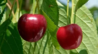 همه خواص گیلاس؛ طبع، کالری و فواید آن در طب سنتی