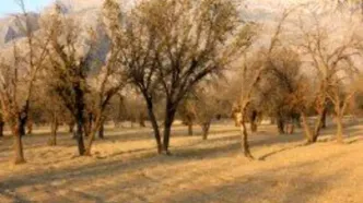 افزایش دو برابری دمای هوای؛ زاگرس در آستانه نابودی کامل