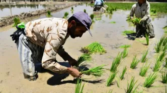 قیمت برنج ایرانی متعادل می‌شود